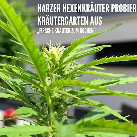 Harzer Healing Center 2024 Gemuetliche Landhauswohnung Mit Fussbodenheizung,Xxl Kochinsel,Xxl Regenduschen,Modern,Hochwertig,Persoenlich,Vollausgestattet Elbingerode  Eksteriør bilde
