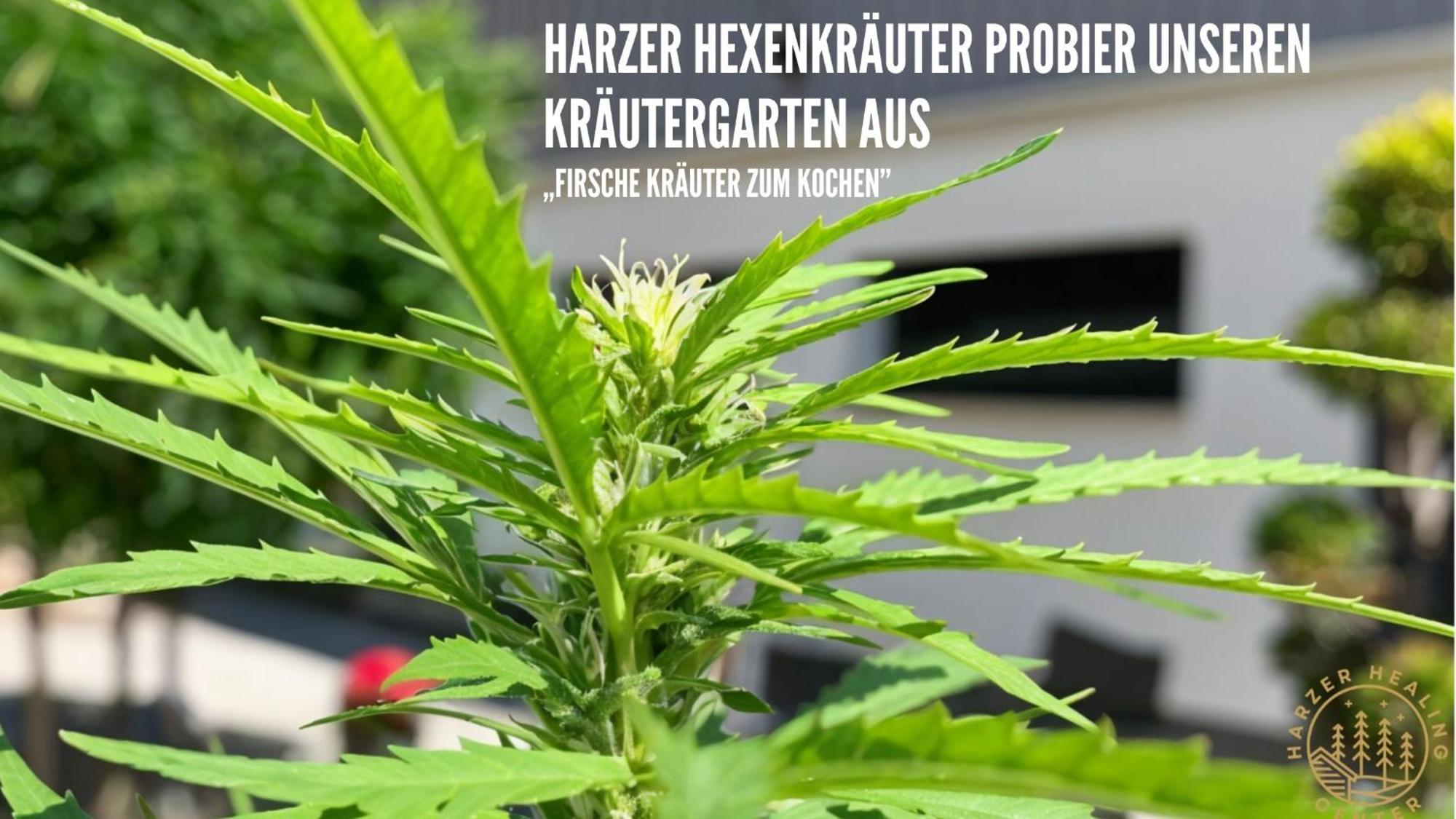Harzer Healing Center 2024 Gemuetliche Landhauswohnung Mit Fussbodenheizung,Xxl Kochinsel,Xxl Regenduschen,Modern,Hochwertig,Persoenlich,Vollausgestattet Elbingerode  Eksteriør bilde